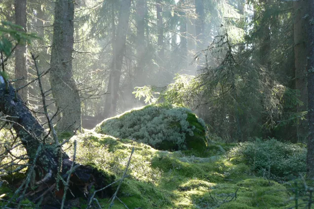 Morän Värmland. Foto Helena Alexanderson